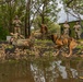 Military Working Dog Jungle Training
