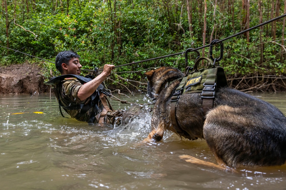 Military Working Dog Jungle Training