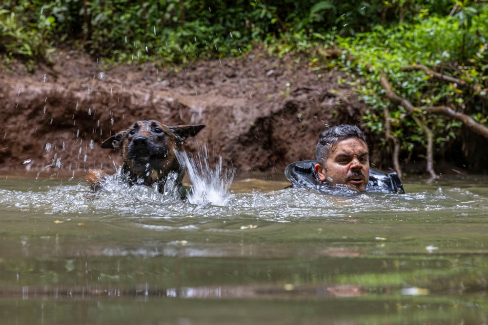Military Working Dog Jungle Training