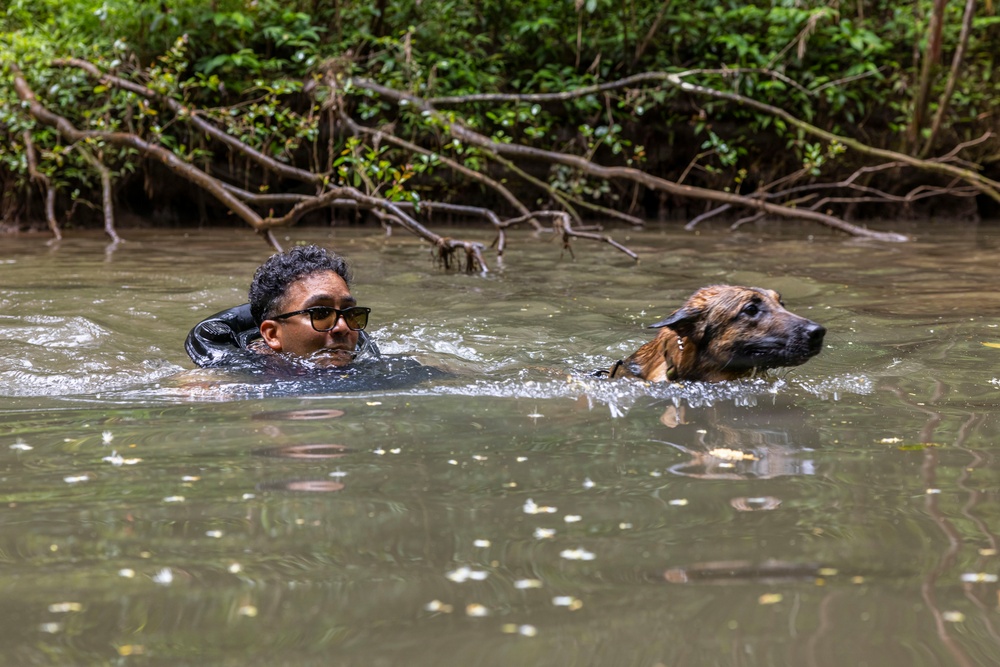 Military Working Dog Jungle Training