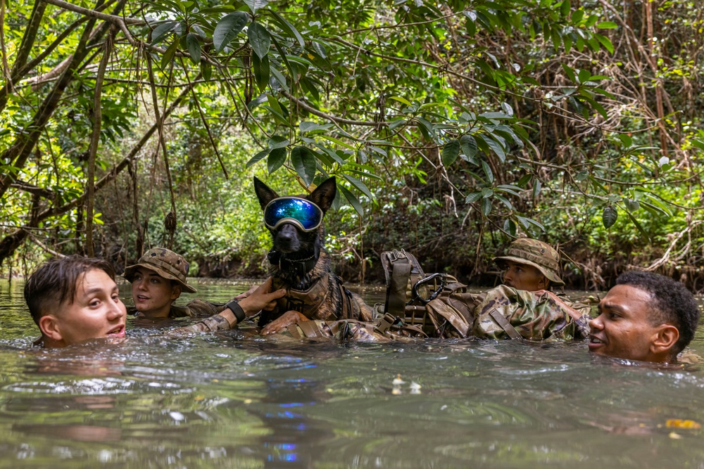 Military Working Dog Jungle Training