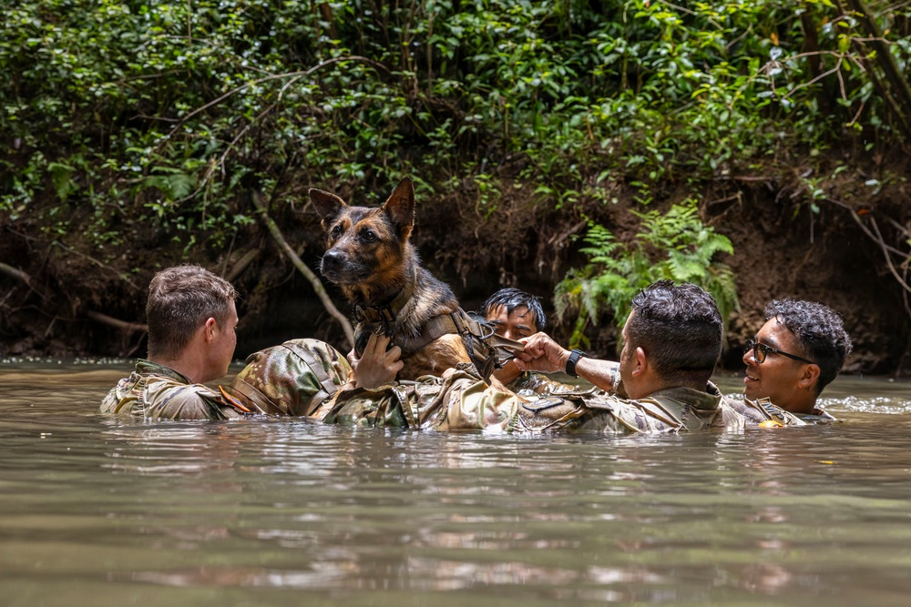 Military Working Dog Jungle Training