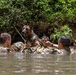 Military Working Dog Jungle Training