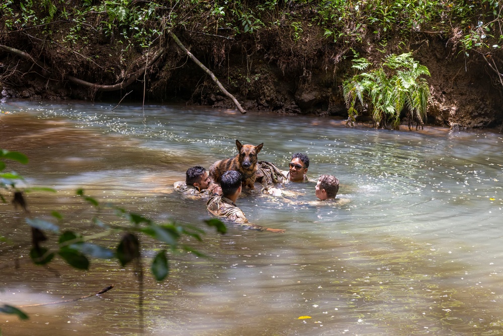 Military Working Dog Jungle Training