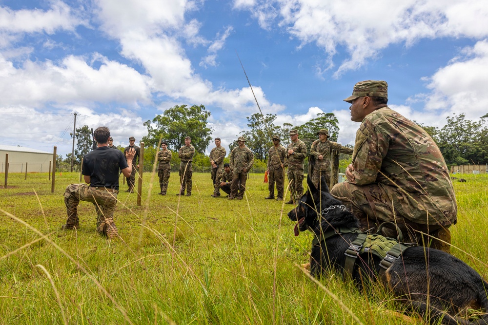 Military Working Dog Jungle Training
