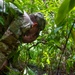 Military Working Dog Jungle Training