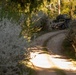 A military Humvee (HMMWV) is positioned off a narrow dirt road in a forested area, partially concealed among trees. The vehicle appears to have a marking or insignia visible on its side, and the scene suggests a tactical or training exercise in a woodland environment. The photograph is taken with a shallow depth of field, with blooming shrubs in the foreground rendered out of focus.