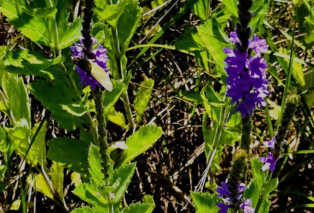 Fort McCoy hosts 2026 Butterfly Field Day highlighting endangered species conservation