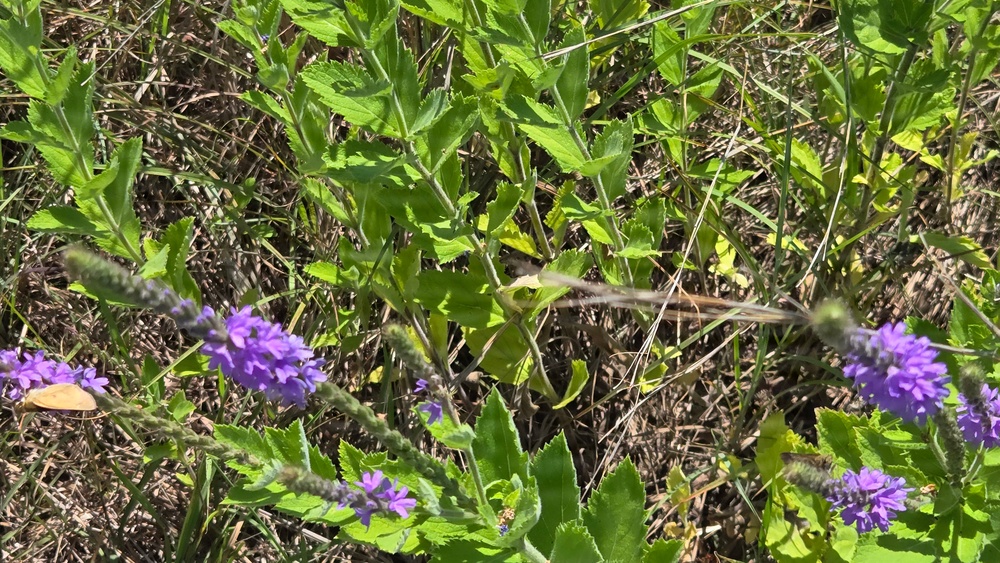 Fort McCoy hosts 2026 Butterfly Field Day highlighting endangered species conservation