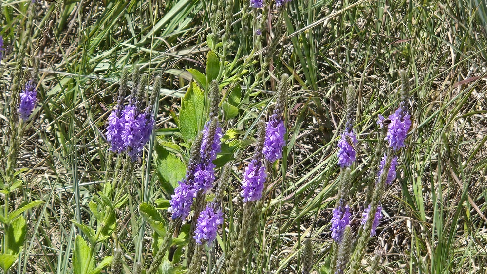Fort McCoy hosts 2026 Butterfly Field Day highlighting endangered species conservation