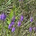 Fort McCoy hosts 2026 Butterfly Field Day highlighting endangered species conservation