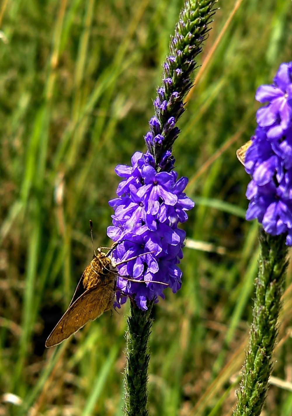 Fort McCoy hosts 2026 Butterfly Field Day highlighting endangered species conservation
