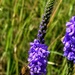 Fort McCoy hosts 2026 Butterfly Field Day highlighting endangered species conservation