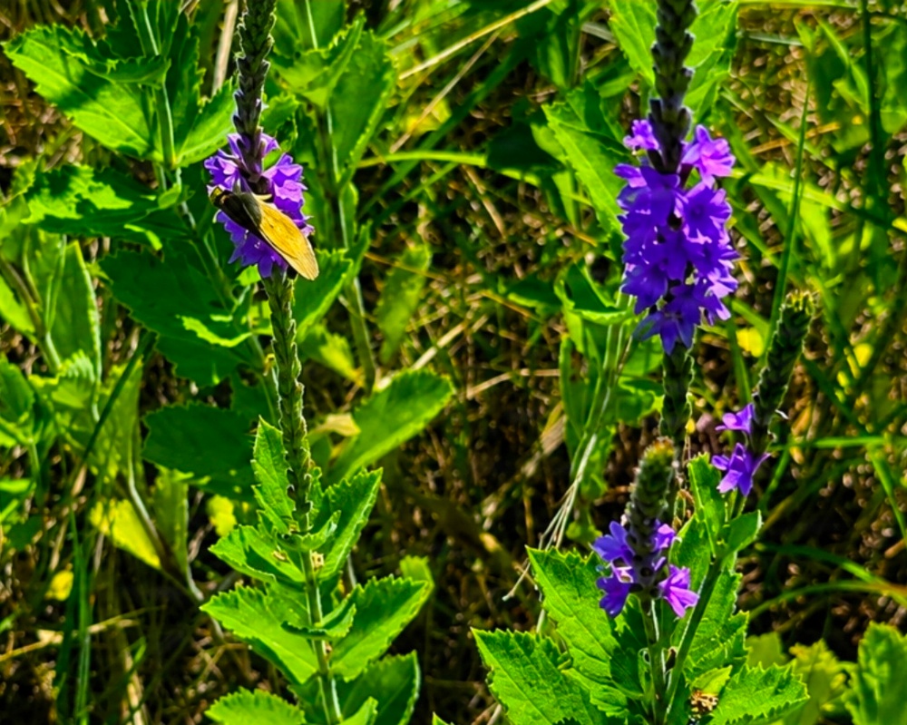 Fort McCoy hosts 2026 Butterfly Field Day highlighting endangered species conservation