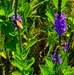 Fort McCoy hosts 2026 Butterfly Field Day highlighting endangered species conservation