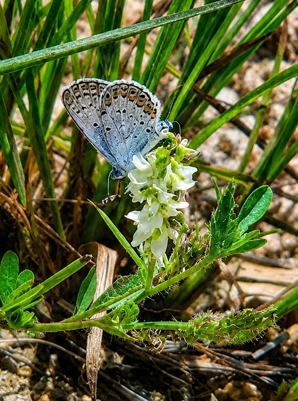 Fort McCoy hosts 2026 Butterfly Field Day highlighting endangered species conservation