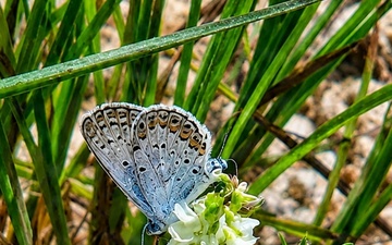 Fort McCoy’s butterfly management program demonstrates how conservation, military readiness coexist