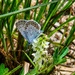 Fort McCoy hosts 2026 Butterfly Field Day highlighting endangered species conservation