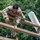 A U.S. military service member wearing OCP (Operational Camouflage Pattern) uniform with a name tape reading 'TAO' and a red numbered bib '338' is navigating a wooden obstacle course. The individual is climbing or traversing horizontal wooden beams, suggesting participation in a physical fitness or training evaluation. The setting appears to be an outdoor military training facility surrounded by trees.