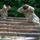 Two U.S. Army soldiers in MultiCam/OCP camouflage uniforms are navigating a wooden obstacle course, both with hands placed on the backs of their heads. The soldier on the right is wearing glasses and has a visible 'U.S. ARMY' tape on their uniform. They appear to be conducting physical training or an obstacle course assessment in an outdoor wooded environment.