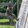 A U.S. Army soldier in OCP (Operational Camouflage Pattern) uniform is climbing a rope on a military obstacle course. The soldier is using both hands and feet to ascend the rope alongside an angled wooden wall structure. The setting appears to be an outdoor training facility with wooden obstacles and lush green vegetation in the background.
