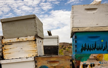 Hive Mind: Marines Find Mental Resilience Through Beekeeping