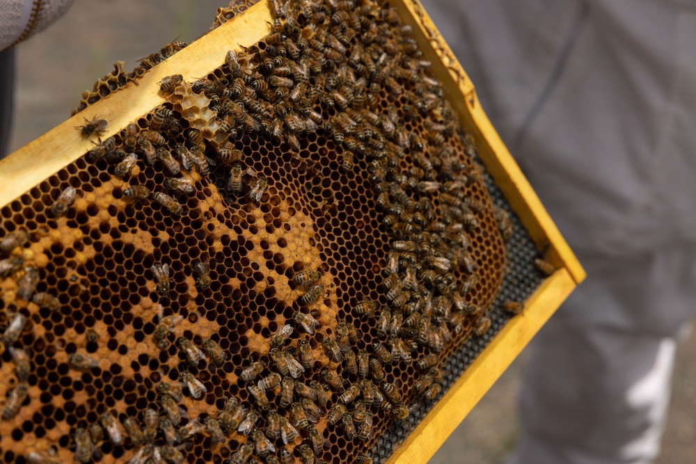 WWBN-West Service Members Participate in Beekeeping Program