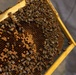 WWBN-West Service Members Participate in Beekeeping Program