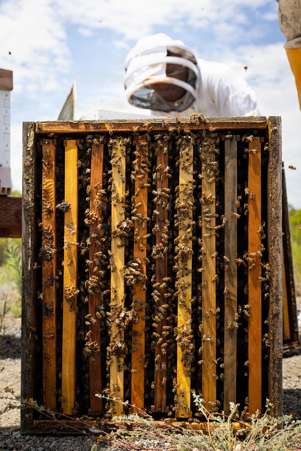 WWBN-West Service Members Participate in Beekeeping Program