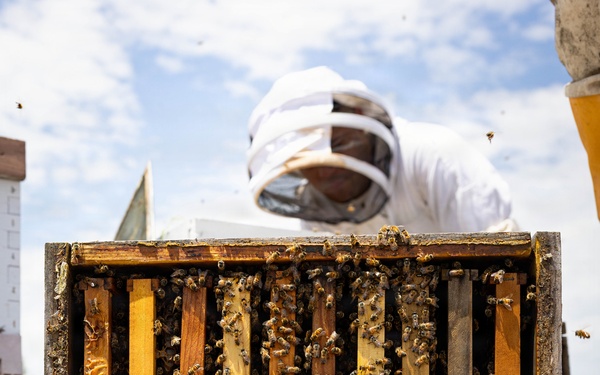WWBN-West Service Members Participate in Beekeeping Program