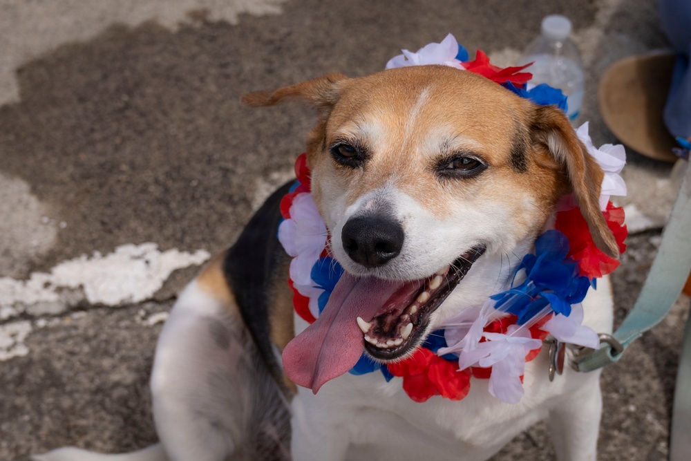 A Beagle dog is wearing red, white, and blue floral leis around its neck and head, suggesting a patriotic celebration such as the Fourth of July. The dog is looking upward toward the camera with its mouth open and tongue out, appearing happy and relaxed. The setting appears to be an outdoor pavement area, likely at a public event or parade.