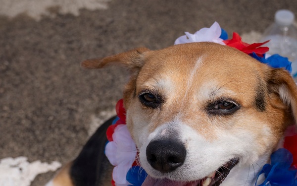 A Beagle dog is wearing red, white, and blue floral leis around its neck and head, suggesting a patriotic celebration such as the Fourth of July. The dog is looking upward toward the camera with its mouth open and tongue out, appearing happy and relaxed. The setting appears to be an outdoor pavement area, likely at a public event or parade.