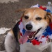 A Beagle dog is wearing red, white, and blue floral leis around its neck and head, suggesting a patriotic celebration such as the Fourth of July. The dog is looking upward toward the camera with its mouth open and tongue out, appearing happy and relaxed. The setting appears to be an outdoor pavement area, likely at a public event or parade.