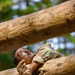 USARPAC 2026 Best Squad Competition Obstacle Course