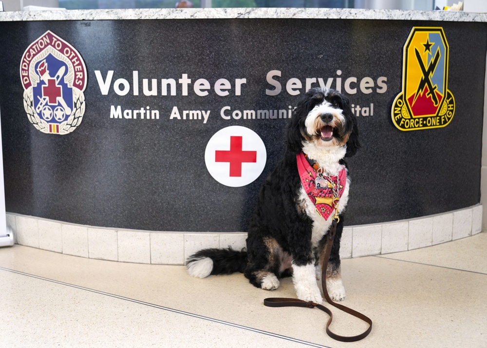 More Than a Therapy Dog: How Wednesday Became a Friend to an Entire Hospital