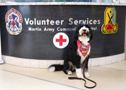 More Than a Therapy Dog: How Wednesday Became a Friend to an Entire Hospital