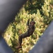 EOTG HRST Course: Rappel Tower