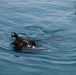 U.S. Navy Explosive Ordnance Disposal Technician Surfaces During Seabreeze26