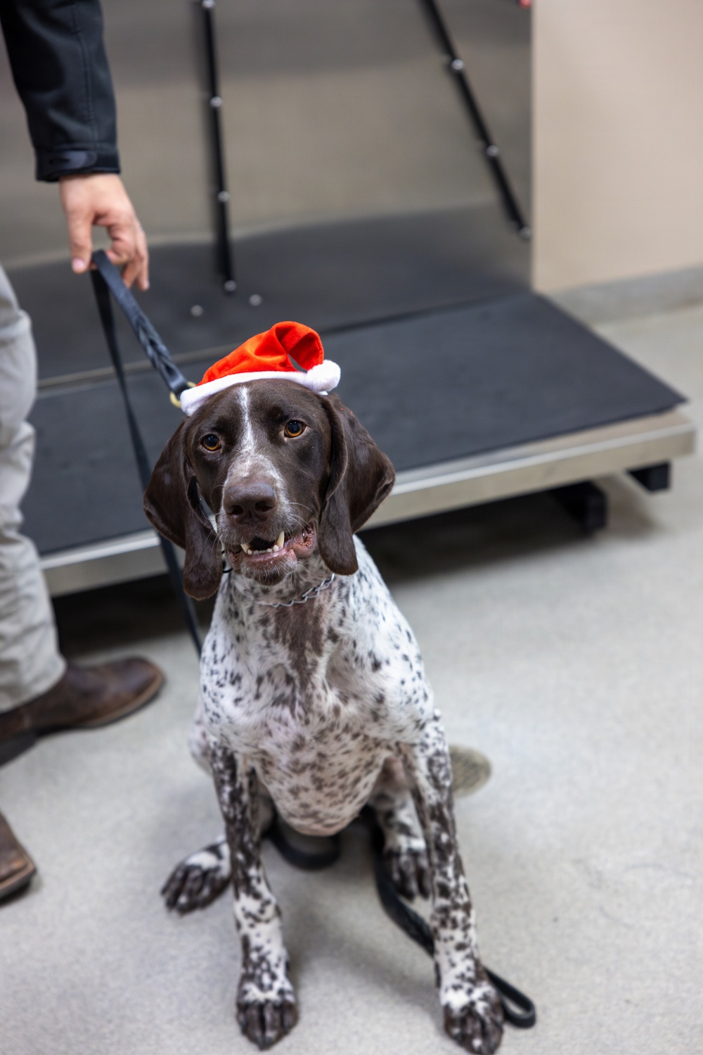 Military Working Dogs from Tinker Air Force Base and two Transportation Security Administration dress as "Santa Paws"