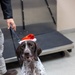 Military Working Dogs from Tinker Air Force Base and two Transportation Security Administration dress as "Santa Paws"