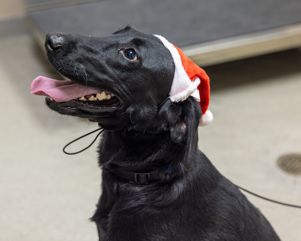 Military Working Dogs from Tinker Air Force Base and two Transportation Security Administration dress as "Santa Paws"
