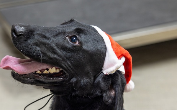 Military Working Dogs from Tinker Air Force Base and two Transportation Security Administration dress as "Santa Paws"