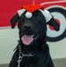 Military Working Dogs from Tinker Air Force Base and two Transportation Security Administration dress as "Santa Paws"