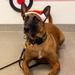 Military Working Dogs from Tinker Air Force Base and two Transportation Security Administration dress as "Santa Paws"