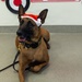 Military Working Dogs from Tinker Air Force Base and two Transportation Security Administration dress as "Santa Paws"
