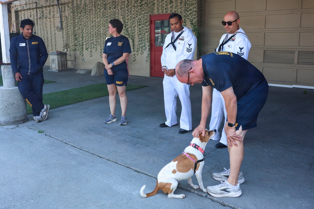 A group of U.S. Navy personnel are gathered outdoors near a building with ivy-covered walls. One person in Navy PT (physical training) gear is bending down to interact with a small brown and white dog wearing a pink harness. Two sailors in dress white uniforms and two others in Navy PT gear observe the interaction.