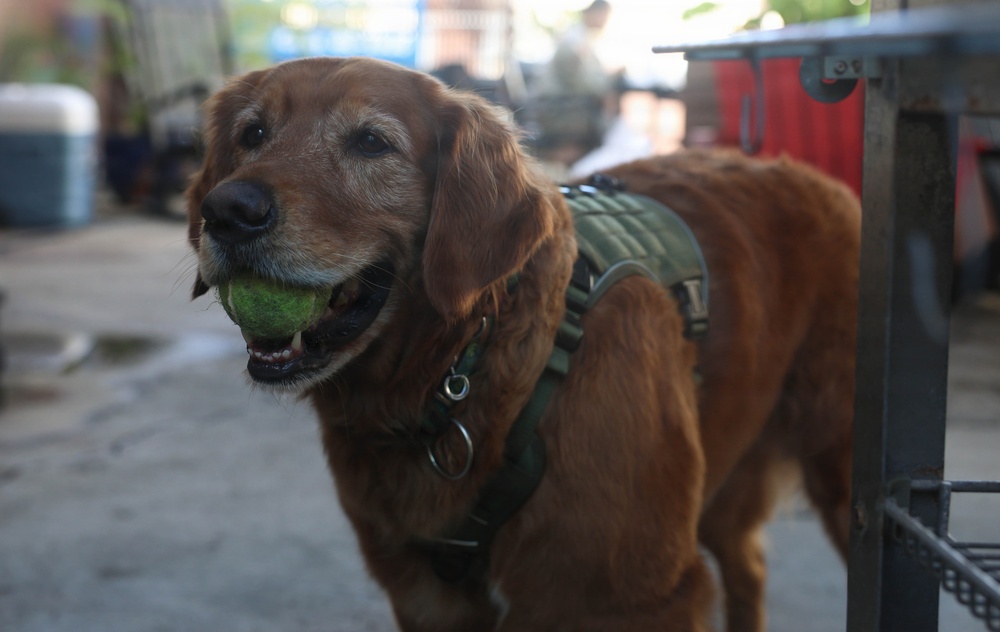 Therapy dog boosts morale at Hickam Air Force Base during RIMPAC 2026
