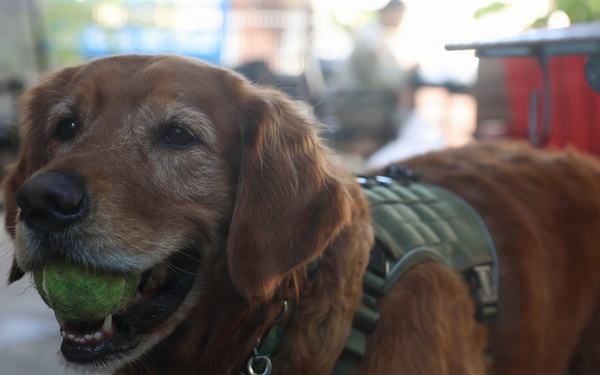 Therapy dog boosts morale at Hickam Air Force Base during RIMPAC 2026