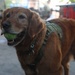 Therapy dog boosts morale at Hickam Air Force Base during RIMPAC 2026