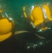 Multinational Navy divers conduct a salvage dive during RIMPAC 26